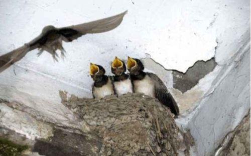 娱乐吃瓜009老燕子